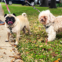 Leashes on Animals